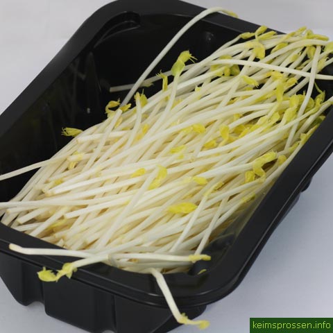 Erbsenspargelsprossen Rezept, Microgreens Deaflora Babyleaf Salat