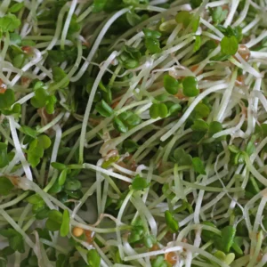 Rucolasprossen
