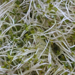Broccolisprossen