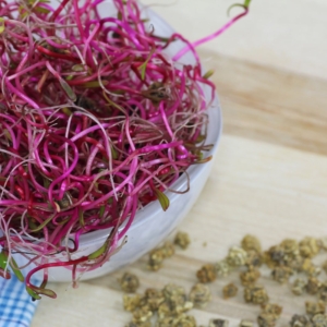 Rote-Beete-Sprossen