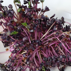 rote Rettichsprossen