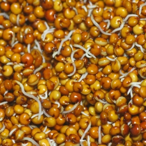 Braune Quinoasprossen
