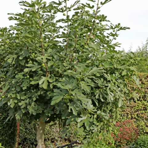 Feigenbaum