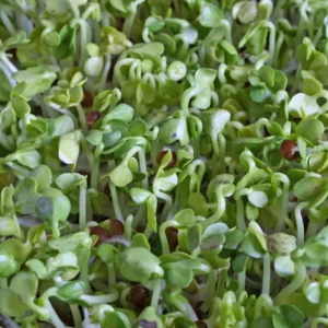 Radieschensprossen
