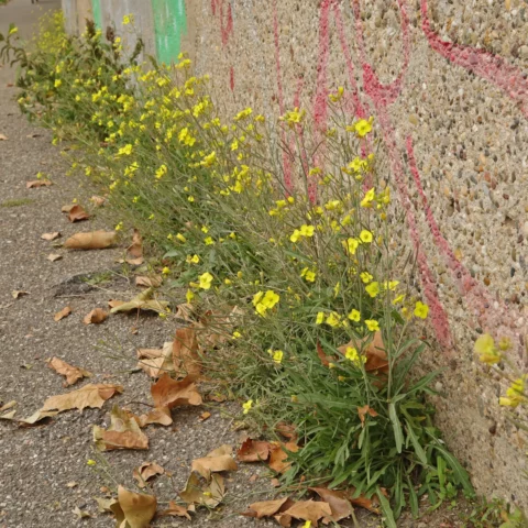 Rucola am Wegrand