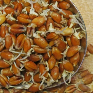 Roweizensprossen