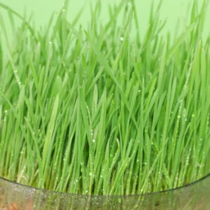 Katzengras