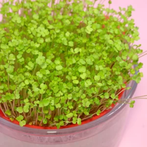 Senfrauke Rucola Microgreens